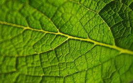 Tutela dell'Ambiente